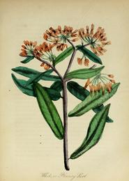 Pleurisy root, Asclepias tuberosa. Botanical plate: The American Flora. Vol. 3, 1855 - pl. 22 Asclepias tuberosa (10172271055)