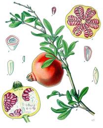 Pomegranate, Punica granatum. Botanical plate: Punica granatum - Köhler–s Medizinal-Pflanzen-116