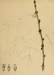 Prickly ash, Zanthoxylum americanum. Botanical plate: American medicinal plants; an illustrated and descriptive guide to the American plants use
