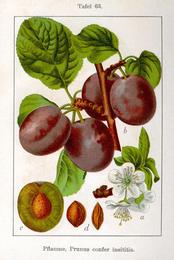 Prunes, Prunus domestica. Botanical plate: Prunus domestica Sturm08063