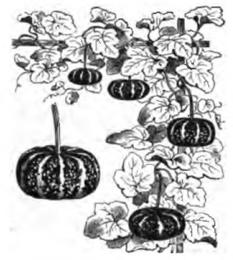Pumpkin seeds, Cucurbita pepo. Botanical plate: Coloquinte plate rayée Vilmorin-Andrieux 1883