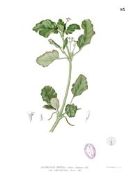Punarnava, Boerhavia diffusa. Botanical plate: Boerhaavia diffusa Blanco1.93