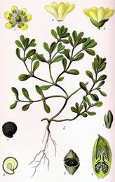 Purslane, Portulaca oleracea. Botanical plate: Illustration Portulaca oleracea0