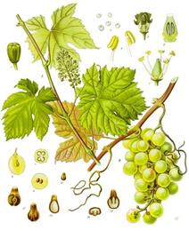 Grapes & raisins, Vitis vinifera. Botanical plate: Vitis vinifera - Köhler–s Medizinal-Pflanzen-145