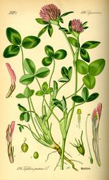 Red clover, Trifolium pratense. Botanical plate: Illustration Trifolium pratense0