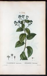 Red root, Ceanothus americanus. Botanical plate: Ceanothus americanus - Céanote à Amérique. (New Jersey tea) (NYPL b14485031-1110427)