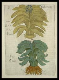 Rhubarb root, Rheum palmatum. Botanical plate: Flora Sinensis - Rhabarbarum
