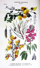 Rooibos, Aspalathus linearis. Botanical plate: Ethel Dixie - Aspalathus and Crotalaria illustrations from Flora of South Africa Marloth I