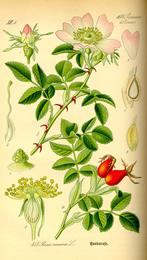 Rose hips, Rosa canina. Botanical plate: Illustration Rosa canina0