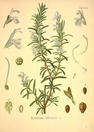Rosemary, Salvia rosmarinus. Botanical plate: Köhler's Medizinal-Pflanzen in naturgetreuen Abbildungen mit kurz erläuterndem Texte (Plat