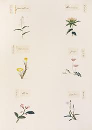 Safflower (hong hua), Carthamus tinctorius. Botanical plate: Naturalis Biodiversity Center - RMNH.ART.342 - Dendrobium moniliforme - Rehmannia glutinos