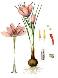 Saffron, Crocus sativus. Botanical plate: Crocus sativus - Köhler–s Medizinal-Pflanzen-194