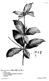 Sarpagandha, Rauvolfia serpentina. Botanical plate: Hortus Cliffortianus Rauvolfia