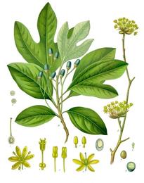 Sassafras, Sassafras albidum. Botanical plate: Sassafras albidum - Köhler–s Medizinal-Pflanzen-260