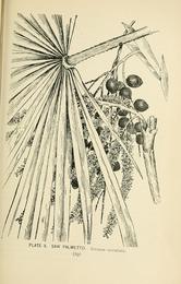 Saw palmetto, Serenoa repens. Botanical plate: Southern wild flowers and trees (Page 29, Plate X) BHL23630201