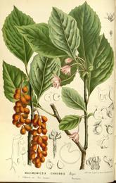 Schisandra, Schisandra chinensis. Botanical plate: Flore des serres v15 173a