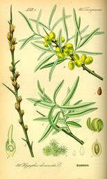 Sea buckthorn, Hippophae rhamnoides. Botanical plate: Illustration Hippophae rhamnoides0