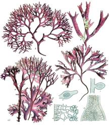 Sea moss, Chondrus crispus (also Gracilaria and Eucheuma spp. sold as sea moss). Botanical plate: Chondrus crispus - Köhler–s Medizinal-Pflanzen-034