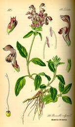 Self-heal, Prunella vulgaris. Botanical plate: Illustration Prunella vulgaris0