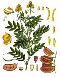Senna, Senna alexandrina. Botanical plate: Senna alexandrina - Köhler–s Medizinal-Pflanzen-031