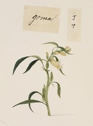 Sesame, Sesamum indicum. Botanical plate: Naturalis Biodiversity Center - RMNH.ART.712 - Sesamum indicum - Yūshi Ishizaki - Cock Blo