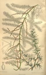 Shatavari, Asparagus racemosus. Botanical plate: Asparagus tetragonus 135-8288