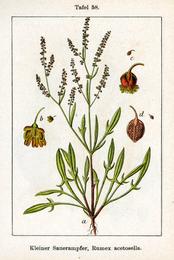 Sheep sorrel, Rumex acetosella. Botanical plate: Rumex acetosella Sturm58