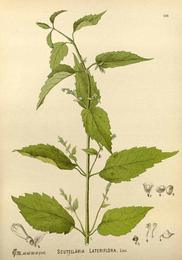 Skullcap, Scutellaria lateriflora. Botanical plate: Scutellaria lateriflora00