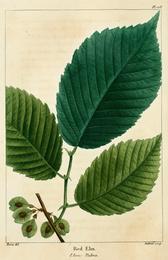 Slippery elm, Ulmus rubra. Botanical plate: NAS-128 Ulmus rubra