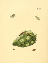 Soursop, Annona muricata. Botanical plate: Sepp-Surinaamsche vlinders - pl 137 plate descr. as Phalaena anonella with Annona muricata