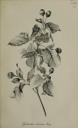 Spilanthes (toothache plant), Acmella oleracea. Botanical plate: Gartenflora (11838356873)