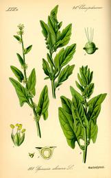Spinach, Spinacia oleracea. Botanical plate: Illustration Spinacia oleracea0