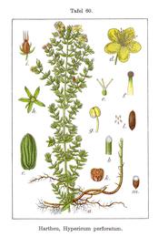 St. John's wort, Hypericum perforatum. Botanical plate: Hypericum perforatum (Sturm 06, plate 060) clean