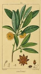 Star anise, Illicium verum. Botanical plate: Illicium verum00