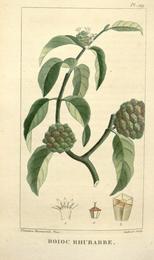 Strong back, Morinda royoc (also Desmodium spp.). Botanical plate: Flore médicale des Antilles, ou, Traité des plantes usuelles (Pl. 129) (8201984167)