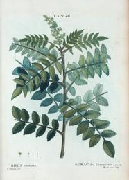 Sumac, Rhus coriaria. Botanical plate: T2 46 Rhus coriaria par Pierre-Joseph Redouté