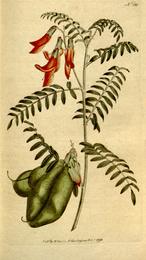 Sutherlandia, Lessertia frutescens. Botanical plate: The Botanical Magazine, Plate 181 (Volume 6, 1793)