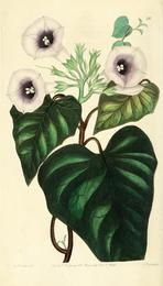 Sweet potato, Ipomoea batatas. Botanical plate: Edwards' botanical register, or, Ornamental flower-garden and shrubbery .. (1829-1847) (20