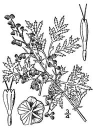 Sweet wormwood, Artemisia annua. Botanical plate: Artemisia annua(01)