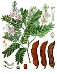 Tamarind, Tamarindus indica. Botanical plate: Tamarindus indica - Köhler–s Medizinal-Pflanzen-134