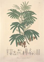 Tepezcohuite, Mimosa tenuiflora. Botanical plate: Florae Columbiae (Plate CXXXII) (8204875751)