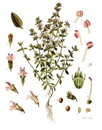 Thyme, Thymus vulgaris. Botanical plate: Thymus vulgaris - Köhler–s Medizinal-Pflanzen-271