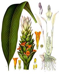 Turmeric, Curcuma longa. Botanical plate: Curcuma longa - Köhler–s Medizinal-Pflanzen-199