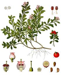 Uva ursi, Arctostaphylos uva-ursi. Botanical plate: Arctostaphylos uva-ursi - Köhler–s Medizinal-Pflanzen-013