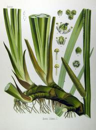 Vacha (sweet flag), Acorus calamus. Botanical plate: Acorus calamus (Köhler)