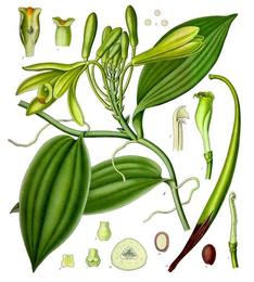 Vanilla, Vanilla planifolia. Botanical plate: Vanilla planifolia - Köhler–s Medizinal-Pflanzen-278