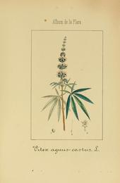 Vitex (chaste tree), Vitex agnus-castus. Botanical plate: Album de la flora médico-farmacéutica é industrial, indígena y exótica (Pl. 27) (815763504