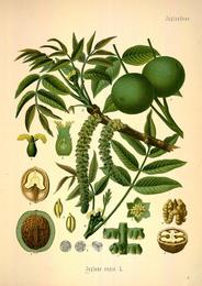 Walnuts, Juglans regia. Botanical plate: Köhler's Medizinal-Pflanzen in naturgetreuen Abbildungen mit kurz erläuterndem Texte (Plat