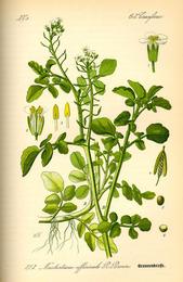 Watercress, Nasturtium officinale. Botanical plate: Illustration Nasturtium officinale0