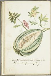 Watermelon, Citrullus lanatus. Botanical plate: KITLV - 37A45 - Markée, Cornelis - Watermelon with leaves and butterfly - Brush drawing - 